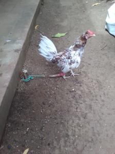Vendo padrotes,gallinas y gallos de lidia